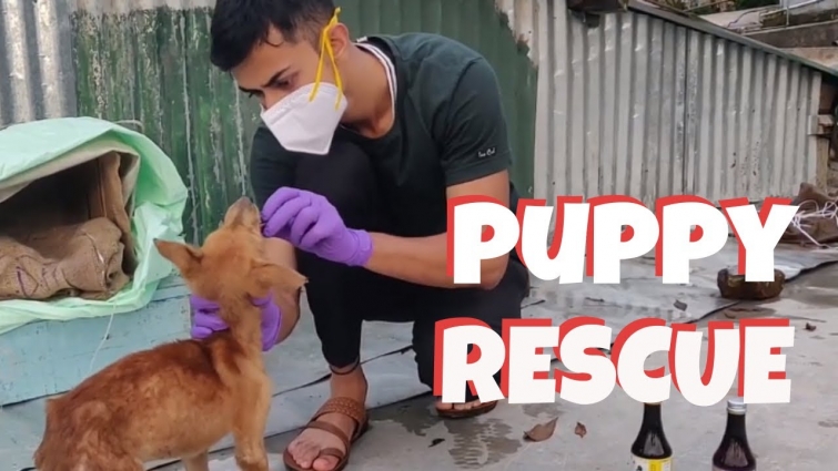 Rescuing Abandoned Puppy | Food, Bath, & Veterinary Care | Saurav Brews