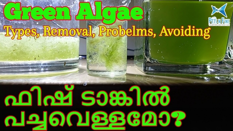 ഫിഷ് ടാങ്കിൽ ആൽഗെ എങ്ങിനെ ഒഴിവാക്കാം? || Types of Aquarium Algae, Reasons, Problem,Removal, Avoiding