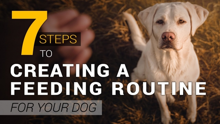 How to Create a Healthy Feeding Routine for Your Dog