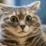 CAT GOING TO THE VET :  Funniest Cats Reactions Video