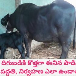 Feeding and Maintenance of Newly Calved Buffaloes and Cows Telugu | Dr. Madankumar Vet